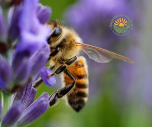 Dzieci oglądające ramkę z plastrami miodu podczas warsztatów pszczelarskich w Zagrodzie na Wzgórzu