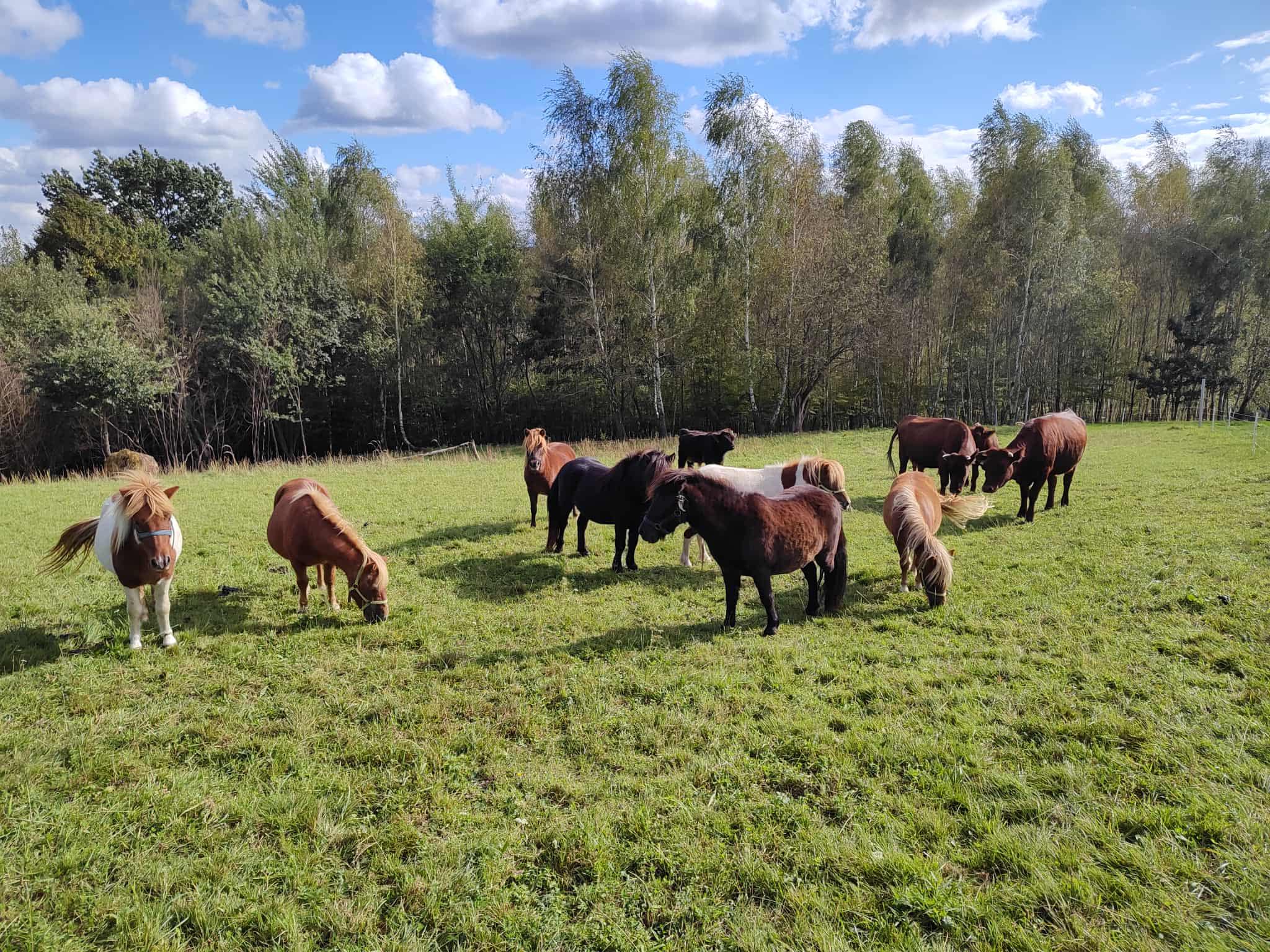 Zagroda na Wzgórzu – widok z góry