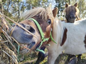 Krowy, konie i kury w zwierzyńcu Zagrody na Wzgórzu