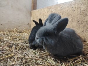 Wielkanocne ozdoby i kurczątko podczas warsztatów sezonowych w Zagrodzie na Wzgórzu